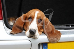 Basset Hound