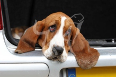 Basset Hound