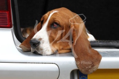 Basset Hound