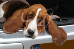 Basset Hound