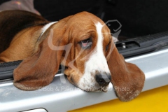 Basset Hound