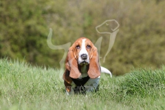 Basset Hound