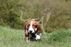 Basset Hound