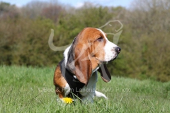 Basset Hound