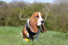 Basset Hound