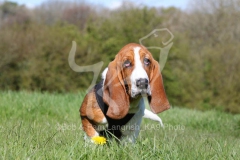 Basset Hound