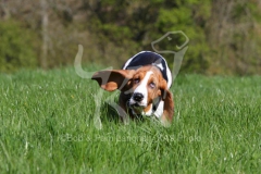 Basset Hound