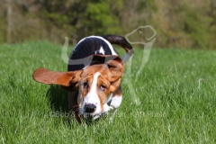 Basset Hound