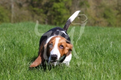 Basset Hound