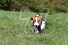 Basset Hound