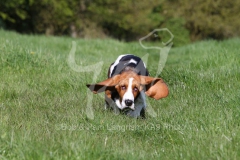 Basset Hound