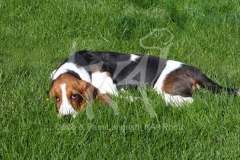 Basset Hound