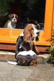 Basset Hound