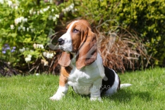 Basset Hound