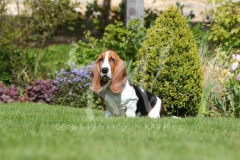 Basset Hound