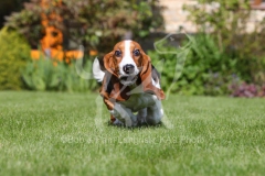 Basset Hound