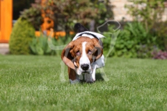 Basset Hound