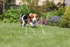 Basset Hound