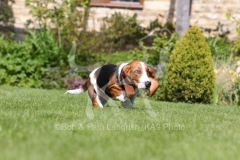 Basset Hound