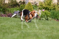 Basset Hound