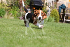 Basset Hound