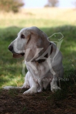 Basset Hound