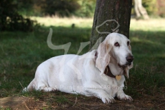 Basset Hound