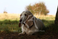 Basset Hound