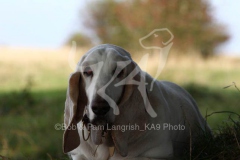 Basset Hound