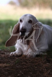 Basset Hound