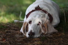 Basset Hound