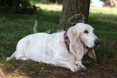 Basset Hound