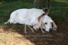 Basset Hound