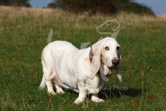 Basset Hound