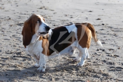 Basset Hound