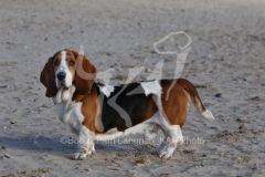 Basset Hound