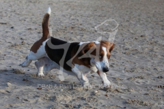 Basset Hound