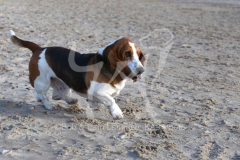 Basset Hound