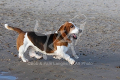 Basset Hound