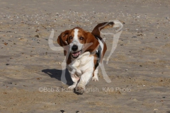 Basset Hound