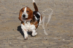 Basset Hound