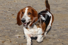 Basset Hound