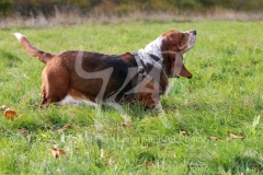 Basset Hound