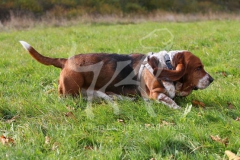 Basset Hound