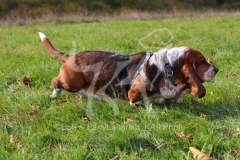 Basset Hound