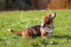 Basset Hound