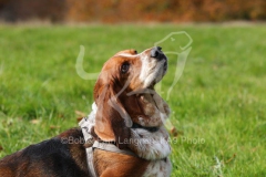 Basset Hound