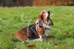 Basset Hound