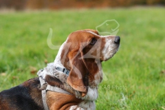 Basset Hound