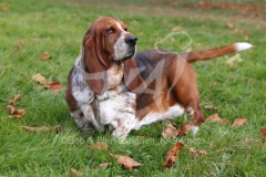 Basset Hound